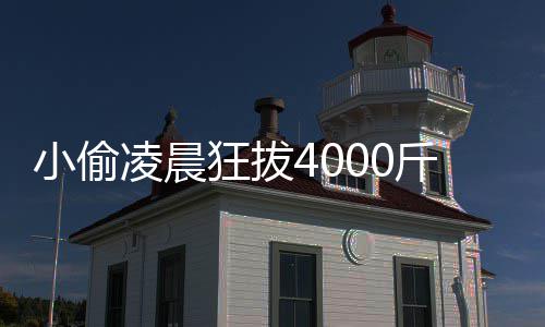的功么作用狂拔斤芋头 是什芋头小偷效与凌晨